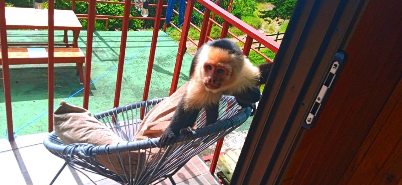 Monteverde Monkey Hostel Ngoại thất bức ảnh